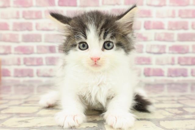 東京都のノルウェージャンフォレストキャット (Coo&RIKU新小岩店/2024年2月26日生まれ/女の子/ブラウンタビーホワイト)の子猫