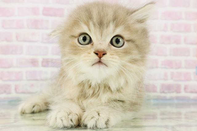 東京都のラガマフィン (Coo&RIKU自由が丘店/2024年2月25日生まれ/男の子/ブルータビー)の子猫
