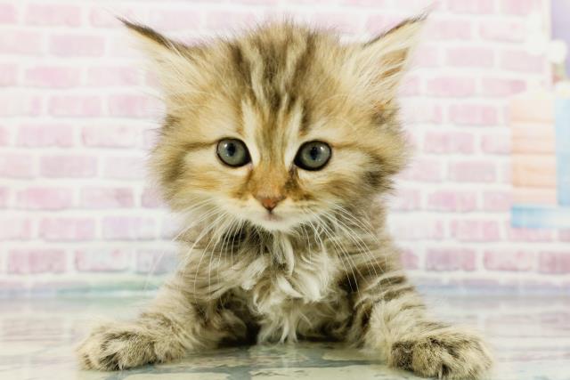 東京都のラガマフィン (Coo&RIKU中野サンモール店/2024年2月25日生まれ/女の子/ブラウンパッチドタビー)の子猫