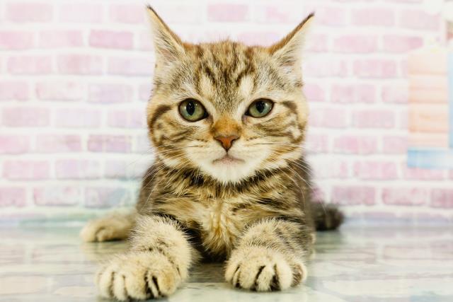 東京都のアメリカンショートヘアー (Coo&RIKU板橋店/2024年2月25日生まれ/女の子/ブラウンタビー)の子猫