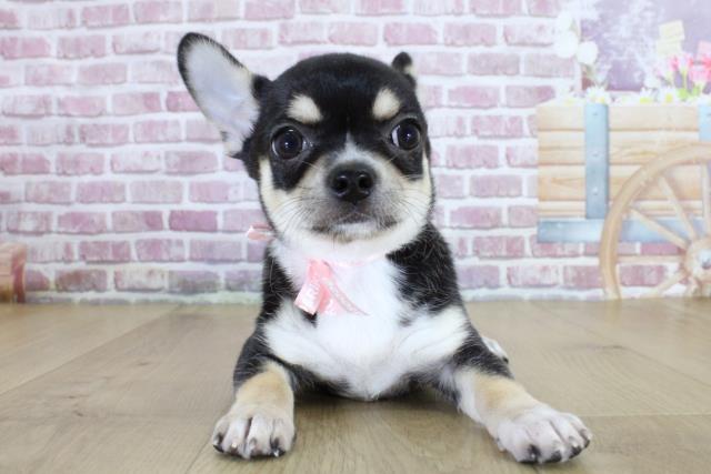 福島県のチワワ(スムース) (Coo&RIKU福島店/2024年2月25日生まれ/女の子/ブラックタンホワイト)の子犬