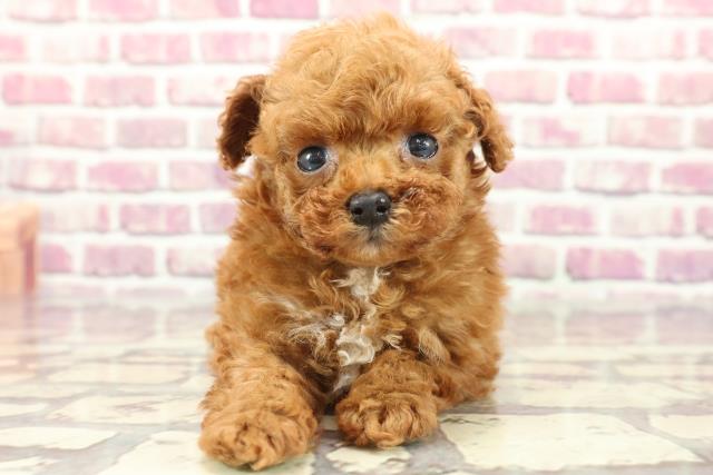 東京都のティーカッププードル (Coo&RIKU武蔵小山店/2024年2月24日生まれ/男の子/レッド)の子犬