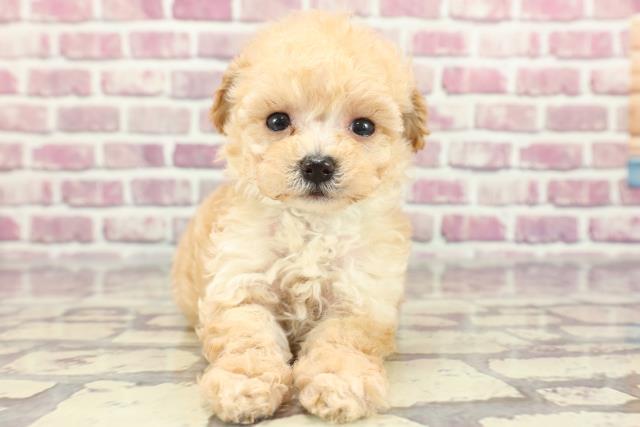 東京都のティーカッププードル (Coo&RIKU池袋西口店/2024年2月23日生まれ/男の子/アプリコット)の子犬