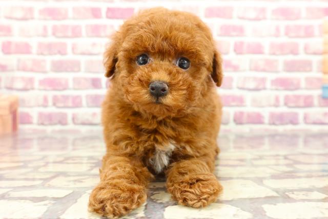 千葉県のトイプードル(トイ) (Coo&RIKU東船橋店/2024年2月25日生まれ/女の子/レッド)の子犬