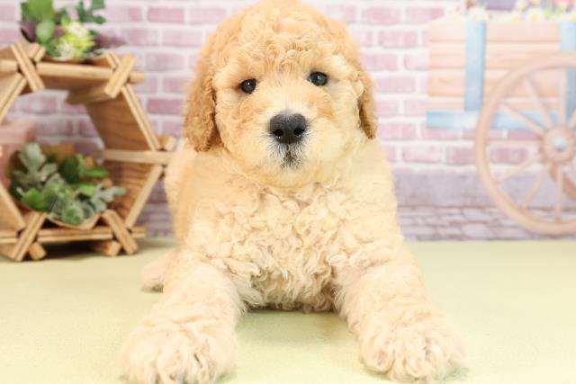 三重県のスタンダードプードル (Coo&RIKU四日市店/2024年2月26日生まれ/男の子/クリーム)の子犬