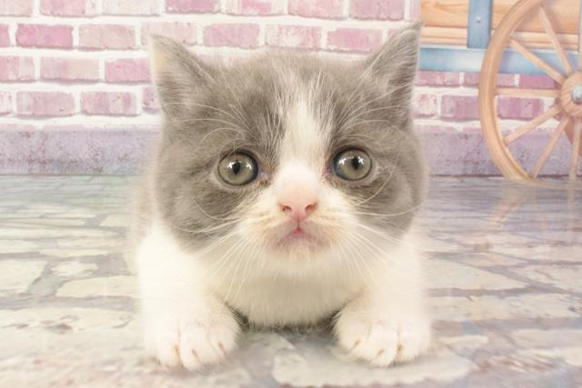 兵庫県のミヌエット (Coo&RIKU姫路店/2024年2月24日生まれ/男の子/ブルーホワイト)の子猫