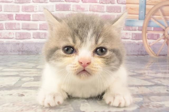 滋賀県のミヌエット (Coo&RIKUアヤハディオ水口店/2024年2月24日生まれ/男の子/シルバータビー)の子猫