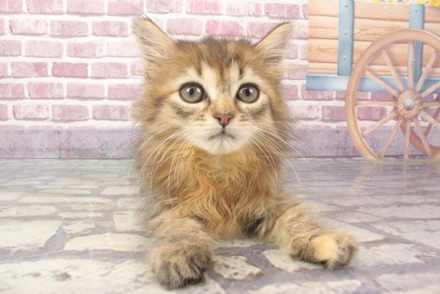 滋賀県のサイベリアン (Coo&RIKUアヤハディオ水口店/2024年2月22日生まれ/女の子/ブラウンタビー)の子猫