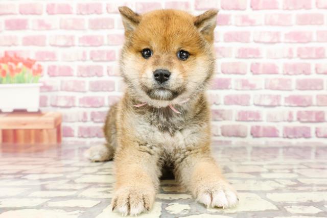 栃木県の柴犬(標準サイズ) (Coo&RIKU宇都宮店/2024年2月25日生まれ/女の子/赤)の子犬