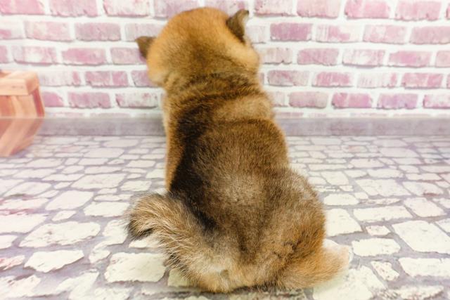 2024年2月25日生まれの柴犬(標準サイズ)の4枚目の写真