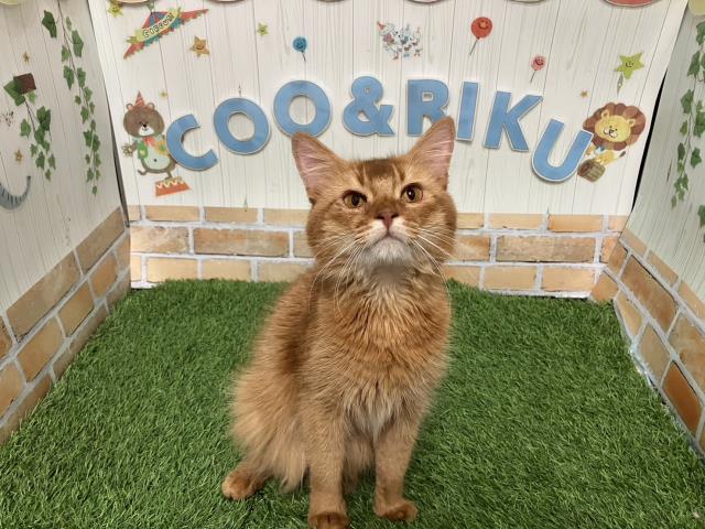 ソマリ