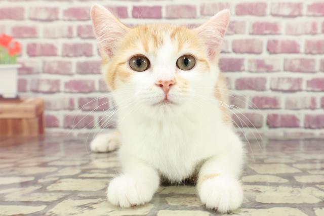 神奈川県のジェネッタ (Coo&RIKU藤沢店/2023年7月6日生まれ/女の子/レッドタビーホワイト)の子猫