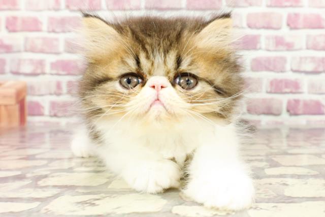 東京都のエキゾチック (Coo&RIKU大久保店/2024年2月24日生まれ/男の子/ブラウンタビーホワイト)の子猫