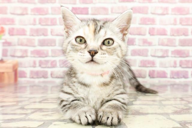 北海道のマンチカン (Coo&RIKU北見店/2024年2月25日生まれ/女の子/シルバーパッチドタビー)の子猫