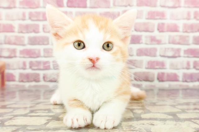 新潟県のマンチカン (Coo&RIKU新潟西店/2024年2月25日生まれ/男の子/クリームタビーホワイト)の子猫