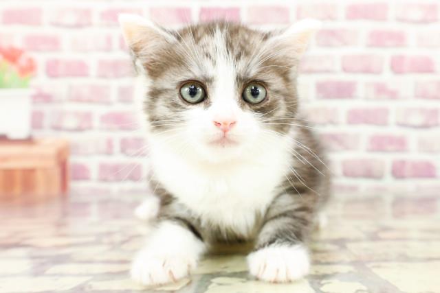 石川県のミヌエット (Coo&RIKUイオン野々市南店/2024年2月25日生まれ/女の子/シルバータビーホワイト)の子猫