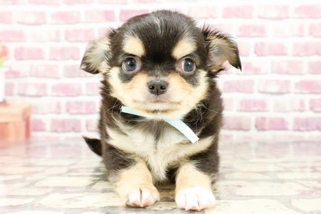 石川県のチワワ(ロング) (Coo&RIKU金沢店/2024年2月25日生まれ/男の子/ブラックタンホワイト)の子犬
