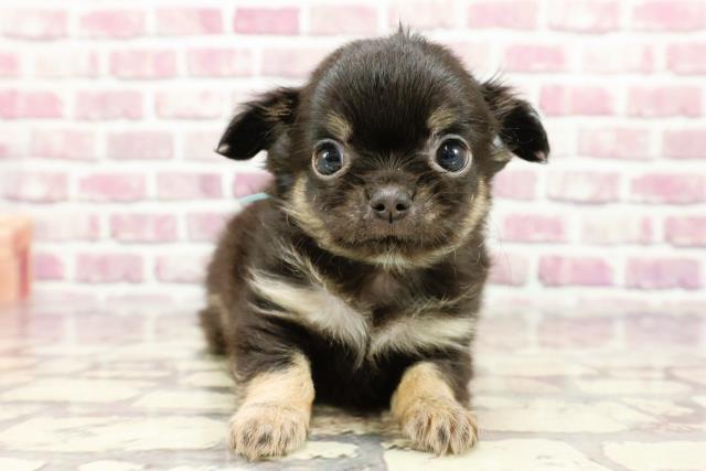 福島県のチワワ(ロング) (Coo&RIKUいわき店/2024年2月25日生まれ/男の子/ブラックタンホワイト)の子犬