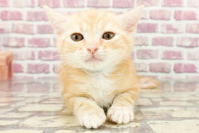 島根県のアメリカンカール (Coo&RIKU出雲店/2024年2月21日生まれ/男の子/レッドタビー)の子猫