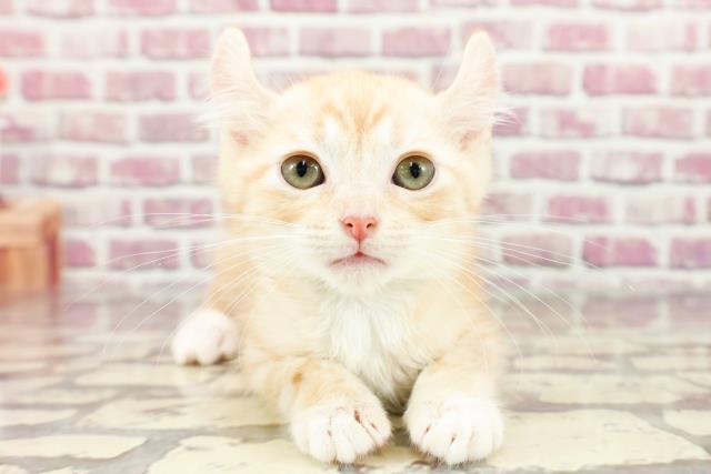 東京都のアメリカンカール (Coo&RIKU足立本店/2024年2月4日生まれ/男の子/レッドタビー)の子猫