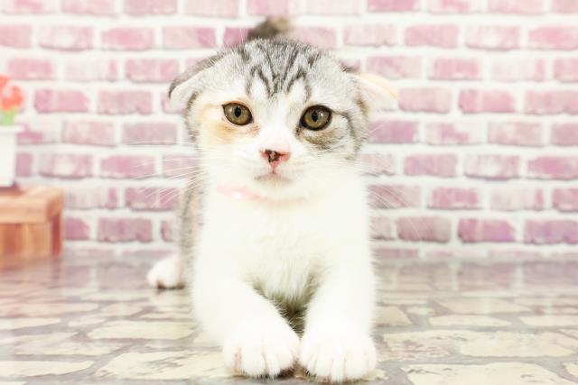 広島県のスコティッシュフォールド (Coo&RIKU広島北店/2024年2月2日生まれ/女の子/シルバーパッチドタビーホワイト)の子猫