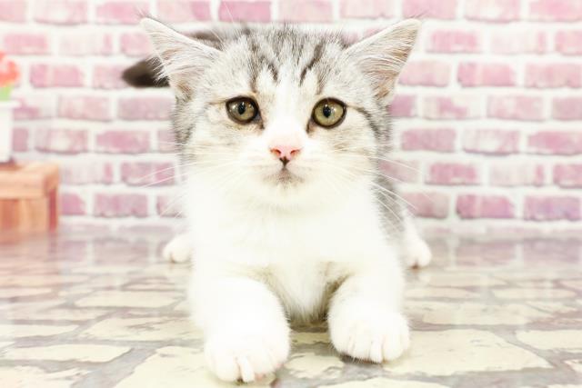 島根県のスコティッシュフォールド (Coo&RIKU出雲店/2024年2月2日生まれ/男の子/シルバータビーホワイト)の子猫