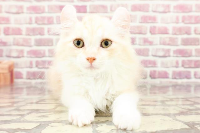 神奈川県のアメリカンカール (Coo&RIKU横浜港南台店/2024年1月26日生まれ/男の子/レッドタビーホワイト)の子猫