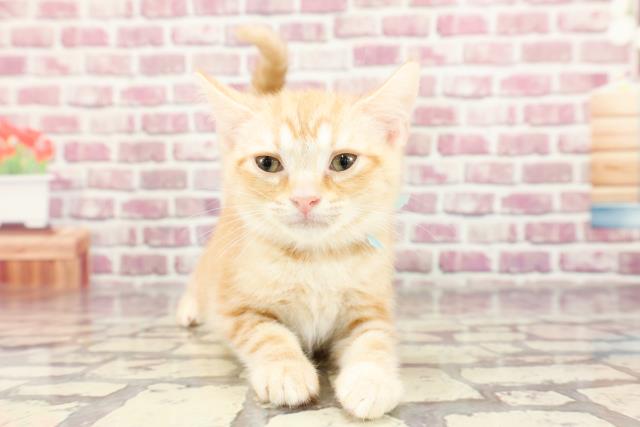 山口県のアメリカンショートヘアー (Coo&RIKUシーモール下関店/2024年1月22日生まれ/男の子/レッドタビー)の子猫