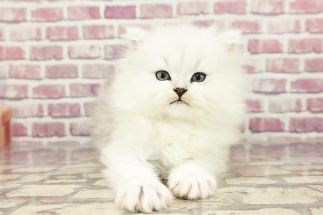 東京都のペルシャ (Coo&RIKU中野サンモール店/2024年2月25日生まれ/女の子/チンチラシルバー)の子猫