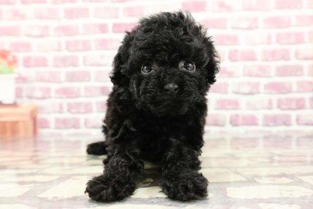 群馬県のトイプードル(トイ) (Coo&RIKU前橋店/2024年2月20日生まれ/女の子/ブラック)の子犬