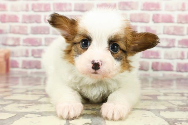 宮崎県のパピヨン (Coo&RIKU宮崎店/2024年2月24日生まれ/男の子/ホワイトブラウン)の子犬