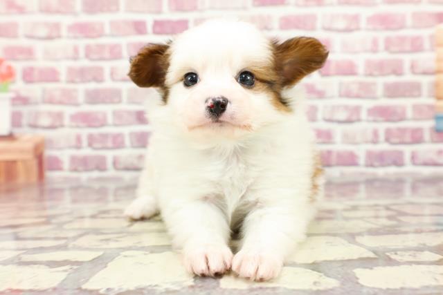 富山県のパピヨン (Coo&RIKU富山店/2024年2月24日生まれ/男の子/ホワイトブラウン)の子犬