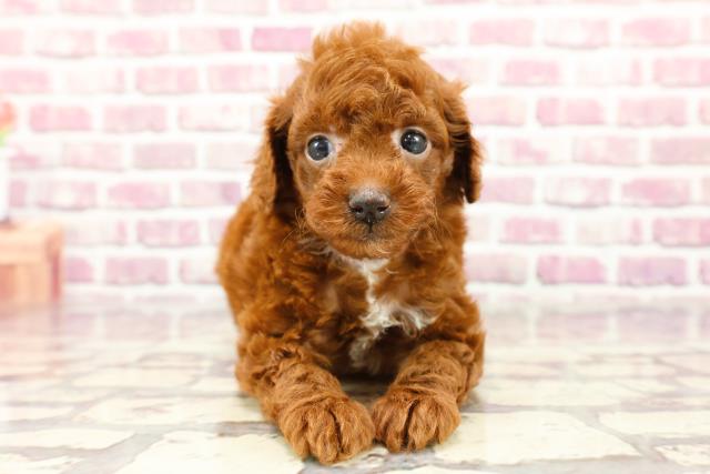 栃木県のトイプードル(トイ) (Coo&RIKU足利店/2024年2月27日生まれ/男の子/レッド)の子犬
