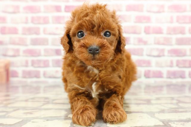 栃木県のトイプードル(トイ) (Coo&RIKU足利店/2024年2月27日生まれ/女の子/レッド)の子犬