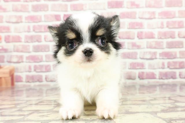 千葉県のチワワ(ロング) (Coo&RIKU東船橋店/2024年2月24日生まれ/男の子/ホワイトブラック)の子犬