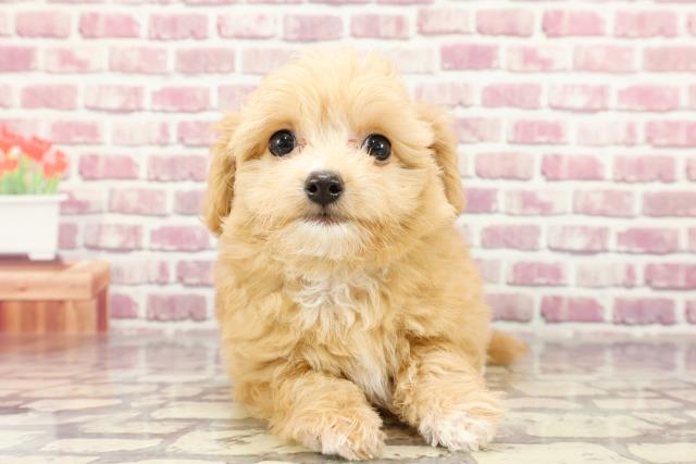 大分県のチワプー/プーチー(チワワ×プードル) (Coo&RIKU大分店/2024年2月24日生まれ/男の子/アプリコット)の子犬