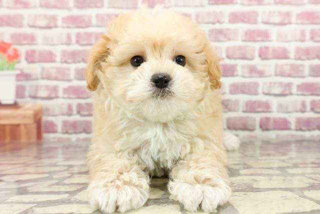 神奈川県のマルプー(マルチーズ×プードル) (Coo&RIKU藤沢店/2024年2月24日生まれ/男の子/アプリコットホワイト)の子犬