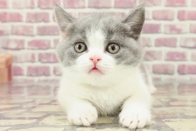 群馬県のブリティッシュショートヘアー (Coo&RIKU藤岡店/2024年2月26日生まれ/女の子/ブルーホワイト)の子猫