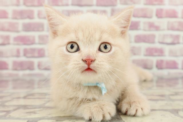 神奈川県のブリティッシュショートヘアー (Coo&RIKU藤沢店/2024年2月27日生まれ/男の子/クリームタビー)の子猫