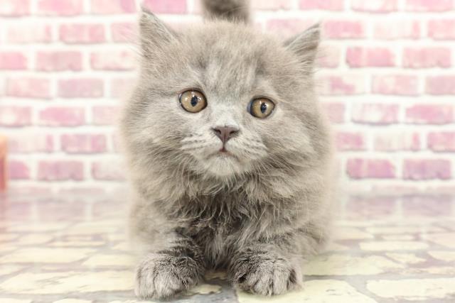 神奈川県のブリティッシュロングヘアー (Coo&RIKU相模原店/2024年2月18日生まれ/男の子/ブルー)の子猫