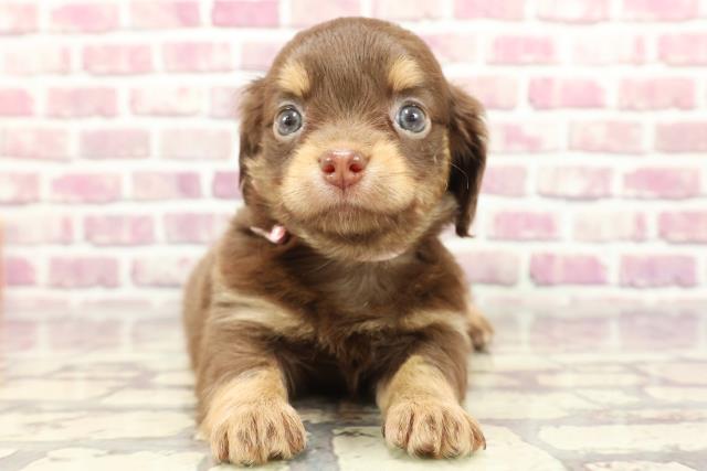 神奈川県のチワックス(チワワ×ダックス) (Coo&RIKU相模原店/2024年2月22日生まれ/女の子/チョコレートタン)の子犬