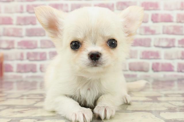 島根県のチワワ(ロング) (Coo&RIKU出雲店/2024年2月25日生まれ/女の子/クリームホワイト)の子犬