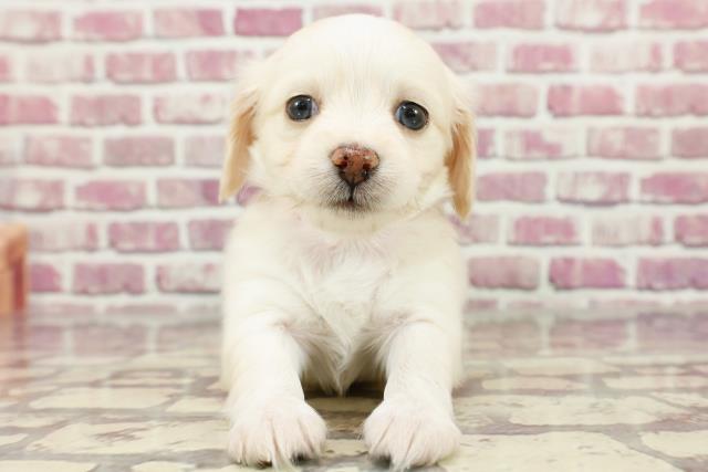 熊本県のチワックス(チワワ×ダックス) (Coo&RIKUカリーノ玉名店/2024年2月26日生まれ/女の子/クリームホワイト)の子犬