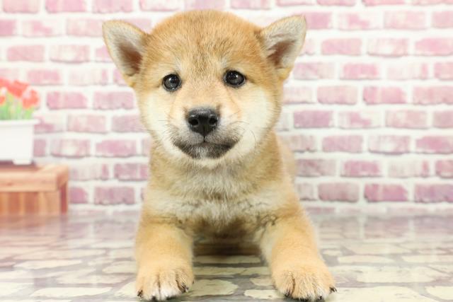 福岡県の柴犬(標準サイズ) (Coo&RIKUフォレストシティ春日店/2024年2月27日生まれ/女の子/赤)の子犬