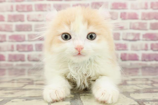 神奈川県のアメリカンカール (Coo&RIKU藤沢店/2024年2月18日生まれ/男の子/レッドタビーホワイト)の子猫