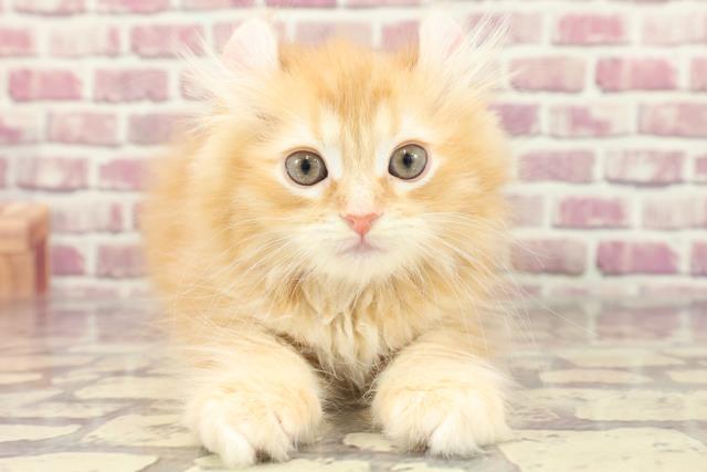 神奈川県のアメリカンカール (Coo&RIKU相模原店/2024年2月24日生まれ/男の子/レッドタビー)の子猫