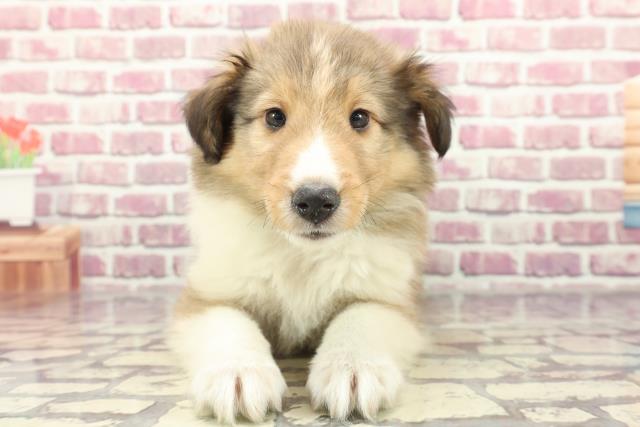 新潟県のシェットランドシープドッグ (Coo&RIKU新潟西店/2024年2月27日生まれ/男の子/セーブルホワイト)の子犬