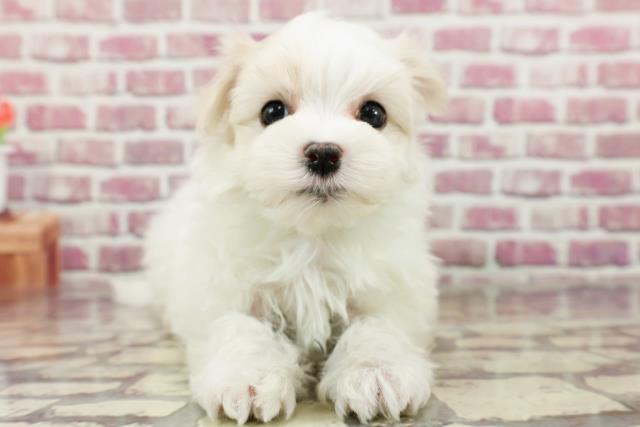 石川県のマルチーズ (Coo&RIKU金沢店/2024年2月27日生まれ/男の子/ホワイト)の子犬