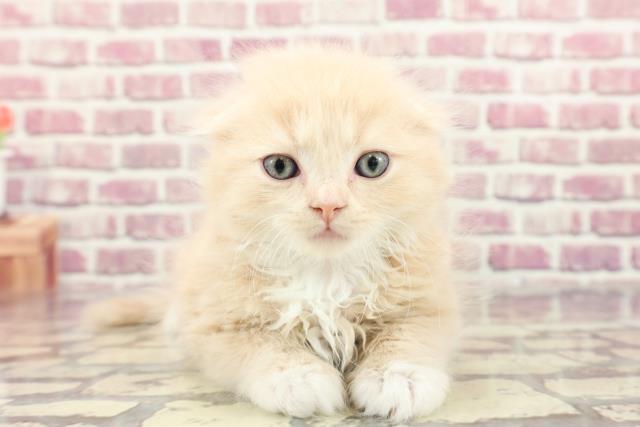 広島県のスコティッシュフォールド (Coo&RIKU広島北店/2024年2月26日生まれ/男の子/クリームタビーホワイト)の子猫