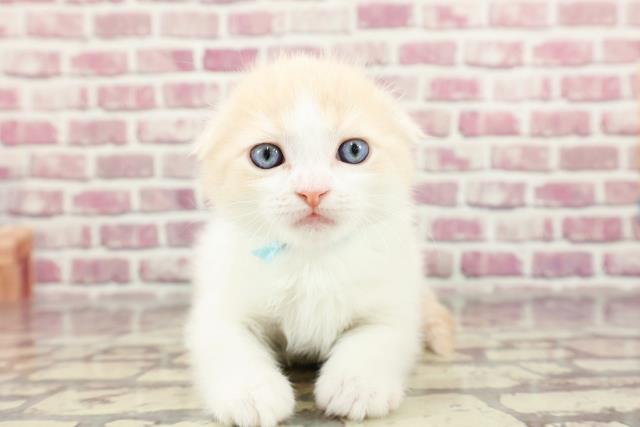 新潟県のスコティッシュフォールド (Coo&RIKU新潟西店/2024年2月26日生まれ/男の子/クリームホワイト)の子猫